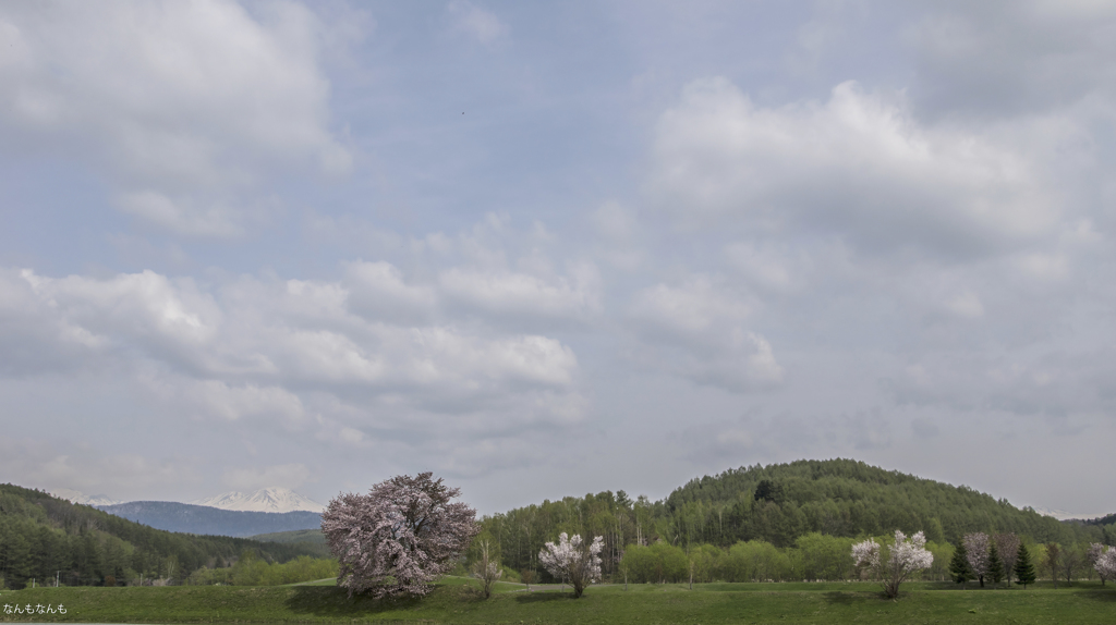 桜のある風景 
