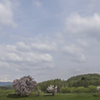 桜のある風景 