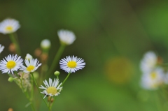 お花の時間１６