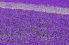 紫のラグマット