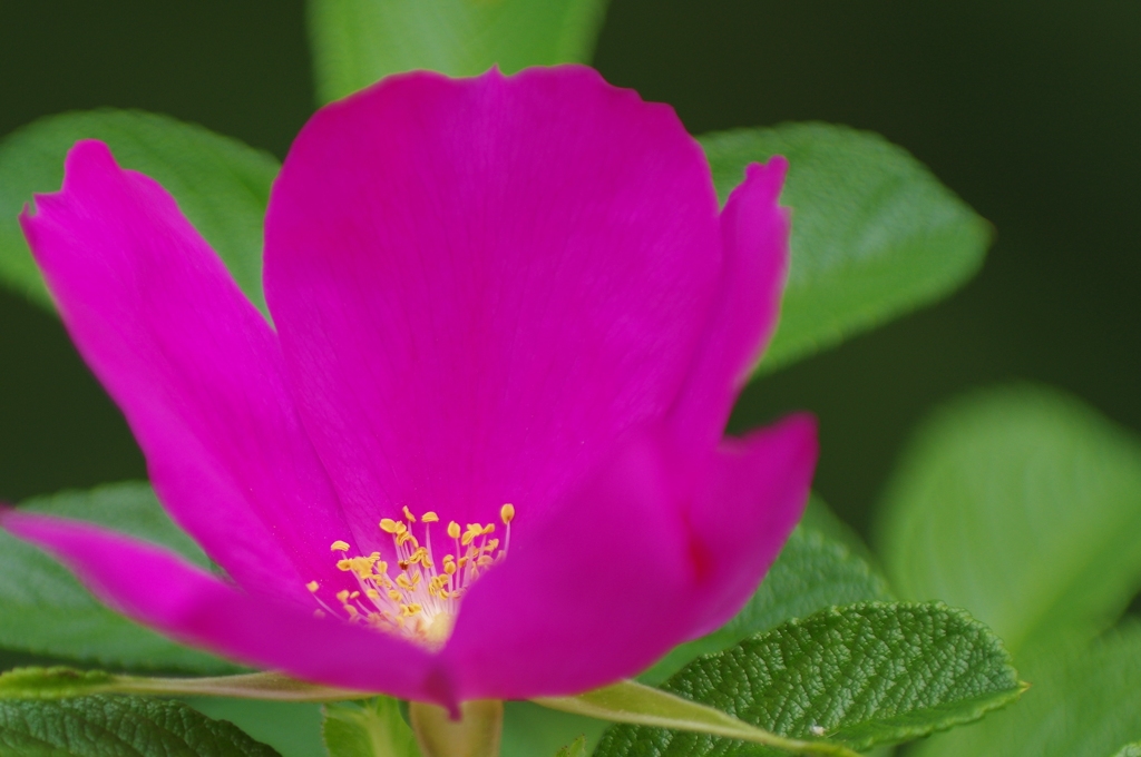 お花の時間