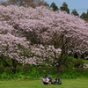 桜高波