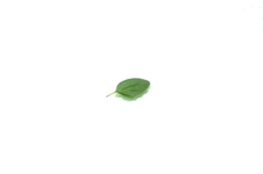 a leaf