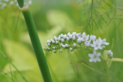 in the green　（お花の時間）