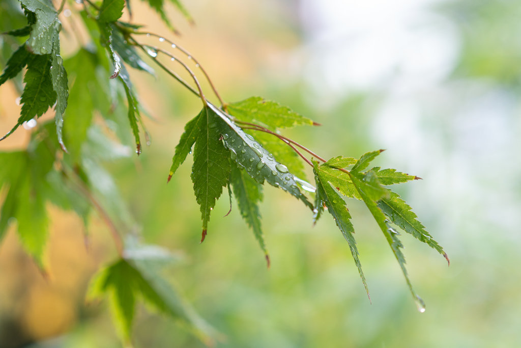 雨粒ともみじ