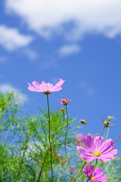 それぞれの高さまで