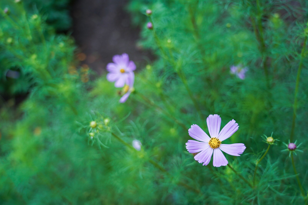 秋桜