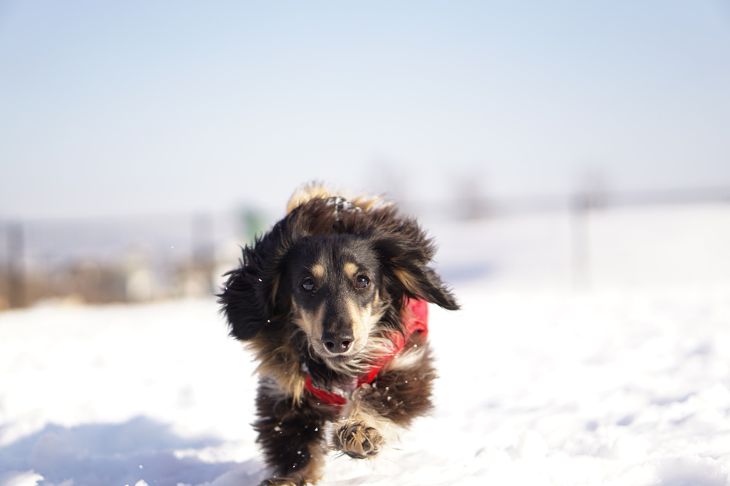 雪の中を走るのです！