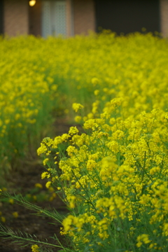 菜の花たち