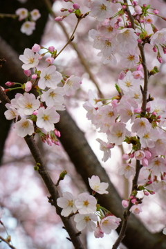 桜とつぼみ