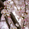 桜とつぼみ