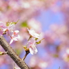 庭の河津桜②