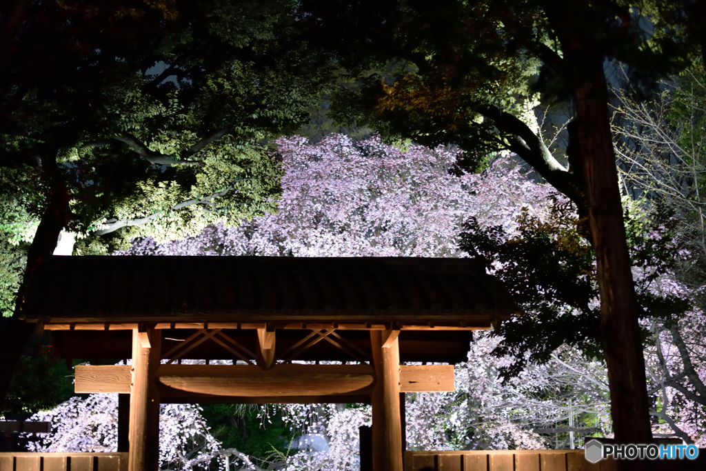 六義園　夜桜の門