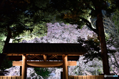六義園　夜桜の門