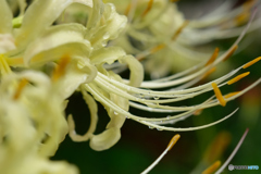 曼珠沙華