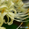 曼珠沙華