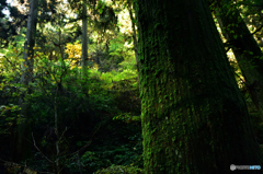 高尾山1