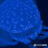 Blue Jellyfish Blue Ⅱ