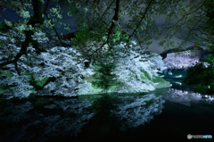 千鳥ヶ淵２