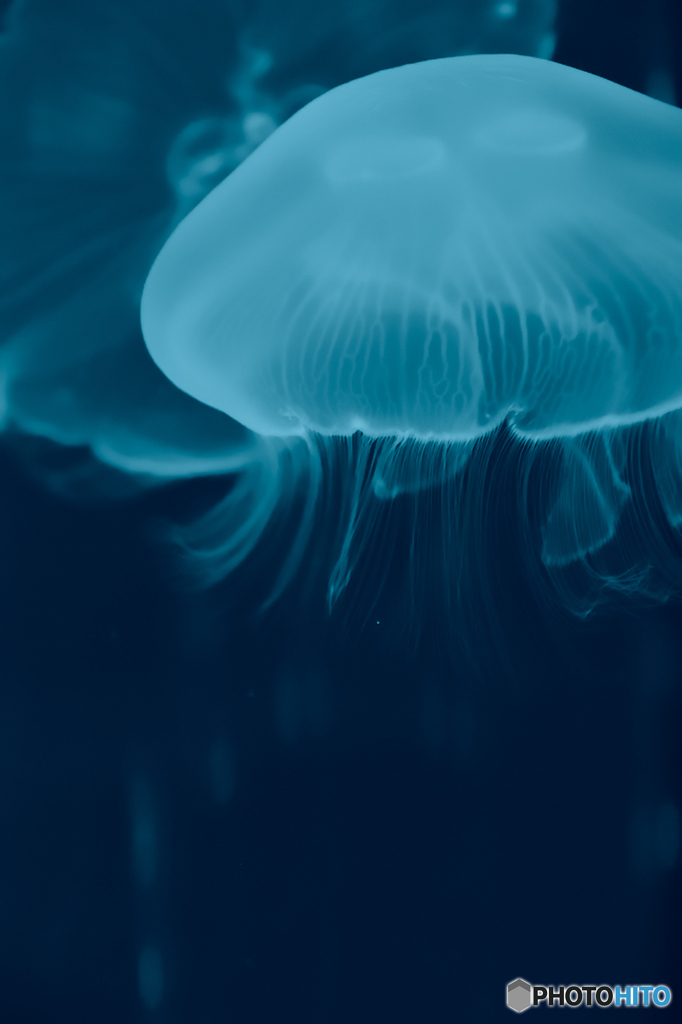 Blue Jellyfish Blue