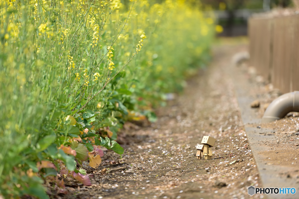 ダンボー春の散歩道１〜菜の花