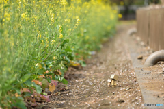 ダンボー春の散歩道１〜菜の花