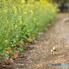 ダンボー春の散歩道１〜菜の花