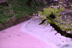 千鳥ヶ淵〜ピンクに染まる水面１