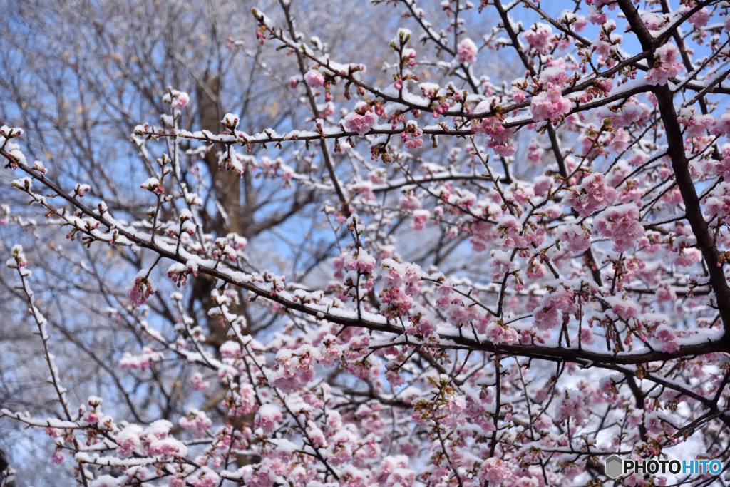 河津桜に雪化粧