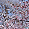 河津桜に雪化粧