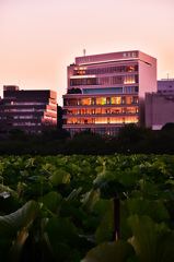 不忍池を望む東天紅