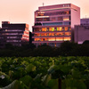 不忍池を望む東天紅