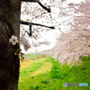 霧雨けむる土手沿い桜散歩道