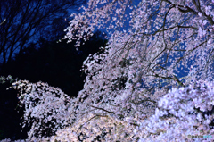 六義園　桜満開