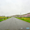 霧雨けむる土手沿い桜散歩道