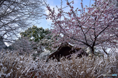 河津桜に雪化粧～神社