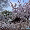 河津桜に雪化粧～神社