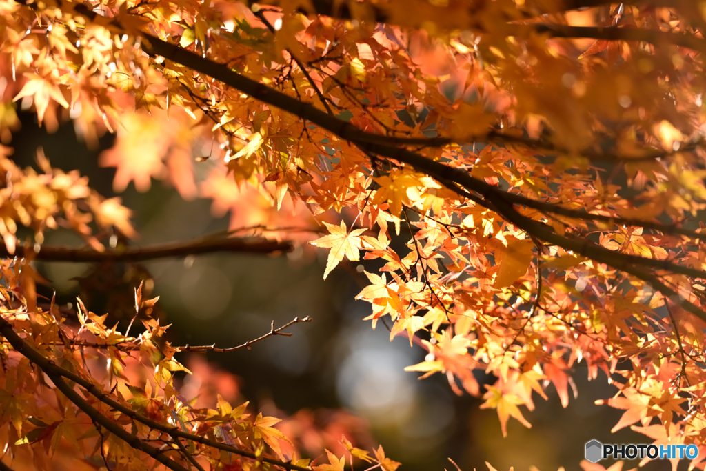 上野公園紅葉