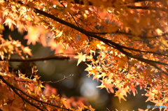 上野公園紅葉
