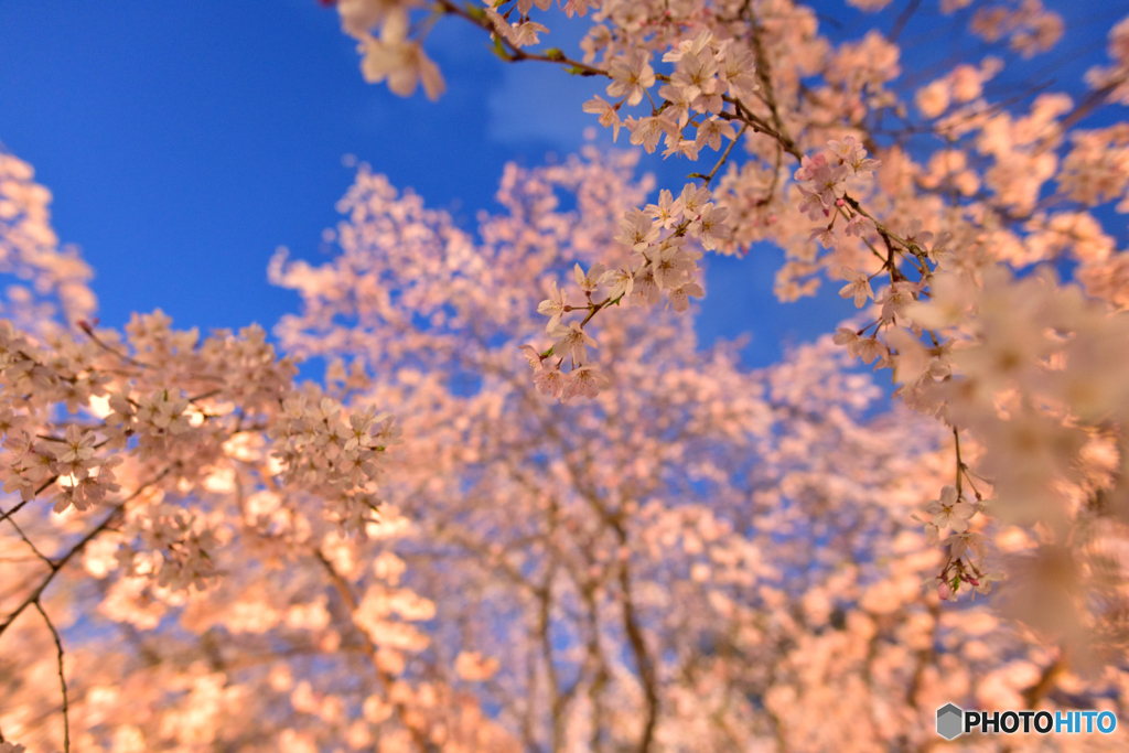 日没前の六義園　桜１