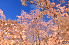 日没前の六義園　桜１