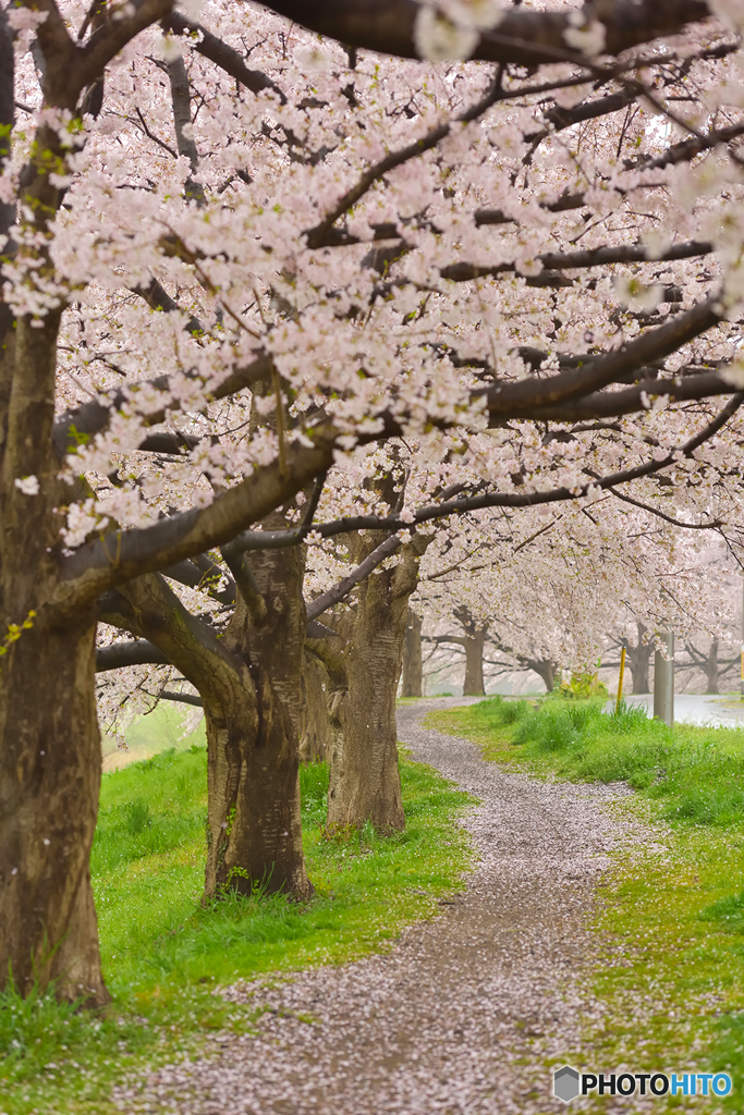 霧雨けむる土手沿い桜散歩道