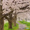 霧雨けむる土手沿い桜散歩道