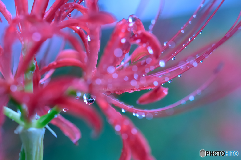 雨上がりの曼珠沙華2