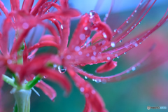 雨上がりの曼珠沙華2