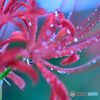 雨上がりの曼珠沙華2