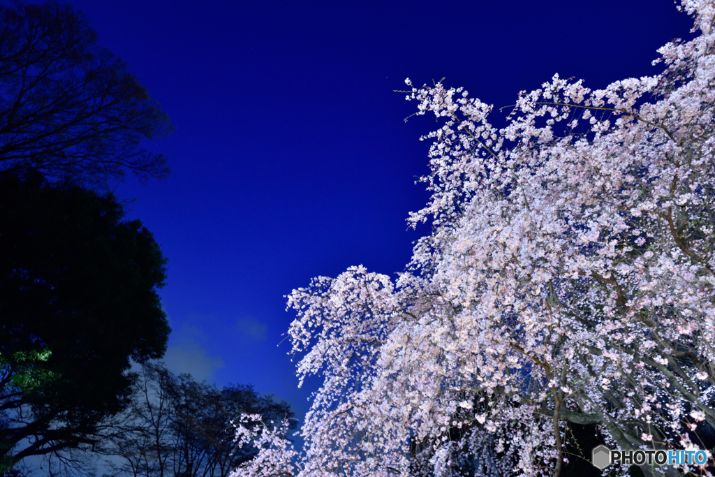 日没前の六義園　桜３