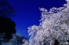 日没前の六義園　桜３