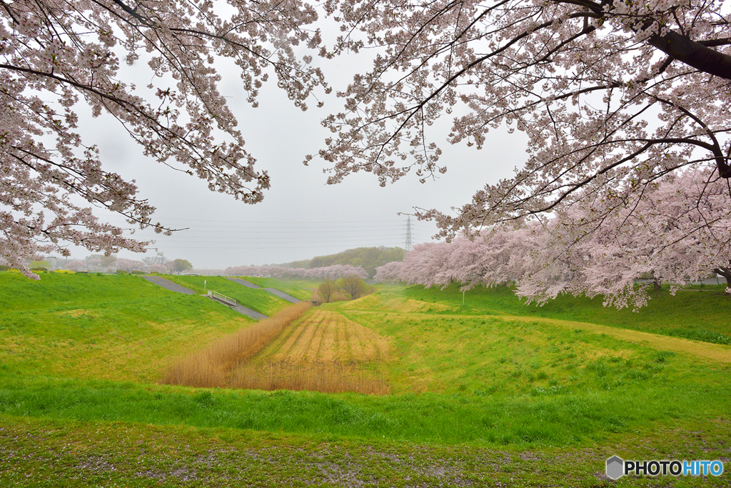 霧雨けむる土手沿い桜散歩道