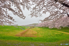 霧雨けむる土手沿い桜散歩道